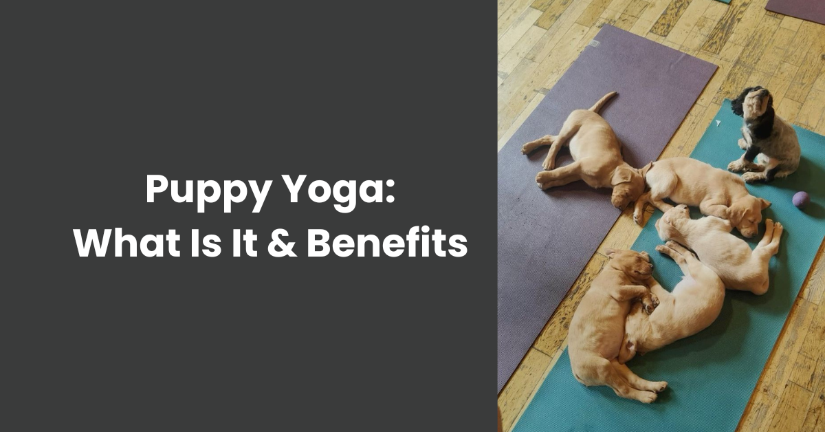 Puppy yoga